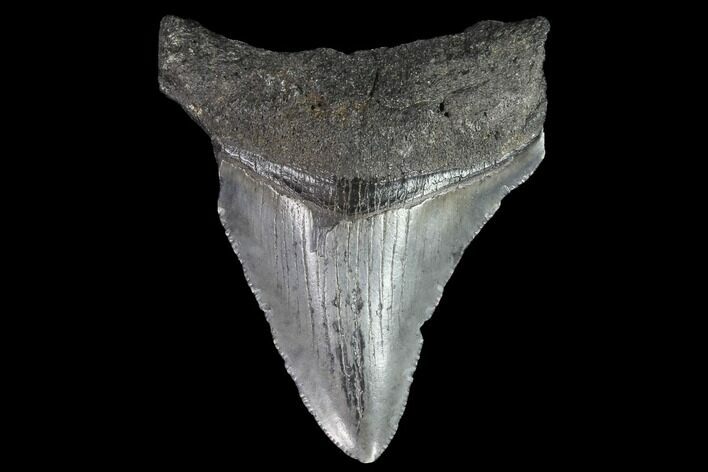 Juvenile Megalodon Tooth - Georgia #90727
